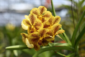 tender yellow with brown orchid on a blurry background