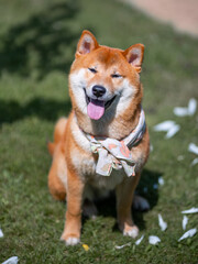 Naklejka na ściany i meble Shiba inu japanese dog puppy. 