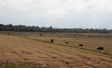 Fototapeta na wymiar Oxen and cows grazing outdoors in extensive cattle ranching in southern Brazil