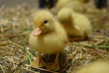 little ducklings in nest, small fluffy bird baby, newborn chicks, sweet cute adorable animals