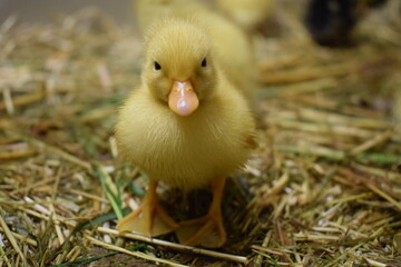 little ducklings in nest, small fluffy bird baby, newborn chicks, sweet cute adorable animals