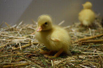 little ducklings in nest, small fluffy bird baby, newborn chicks, sweet cute adorable animals