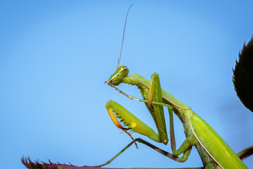 mantis ordinary on the bush with green leaves. close-up
