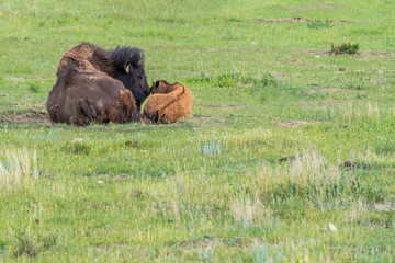 A mother plains bison laying down snuggling her baby calf in a pasture in Saskatchewan, Canada  © Nancy Anderson