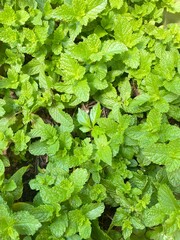 green leaves background