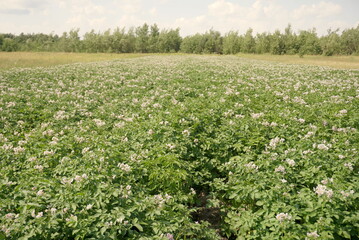 Fototapeta na wymiar potatoes bloom on the field