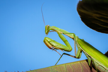 mantis ordinary on the bush with green leaves. close-up
