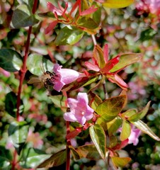 Biene an einer Bl&uuml;te