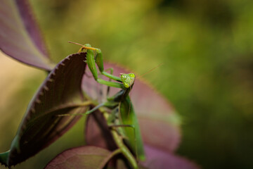 mantis ordinary on the bush with green leaves. close-up