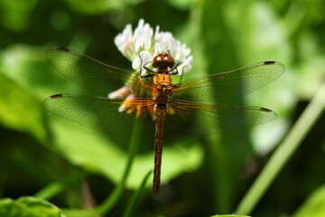 Orange Meadowhawk (Sympetrum spp.) dragonfly resting on a white clover blossom
