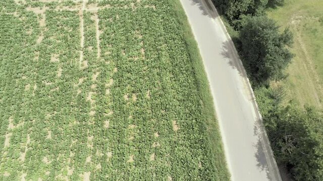 Two bicyclists on a country road ride past a field of stunted crops due to global warming, aerial topdown