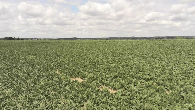 Symmetrical rows of sun baked crops, global warming, climate change, aerial dolly pull