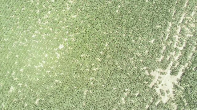 Symmetrical sun baked crops struggling to grow, global warming, climate change, aerial top down