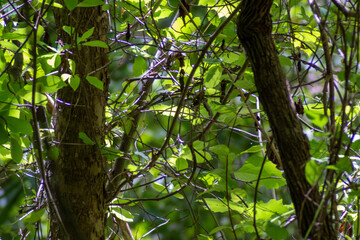 tree in the forest