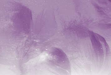 Beautiful abstract purple feathers on white background and soft white feather texture on white pattern and purple background, feather pink background, purple banners