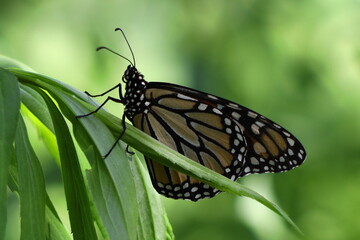 Monarch butterfly resting on a leaf
