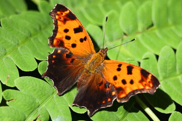 American copper (Lycaena phlaeas) butterfly resting on a leaf 
