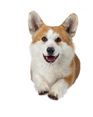  fly dog on a white background. jumps Smiling welsh corgi pembroke. Pet in the studio. For design