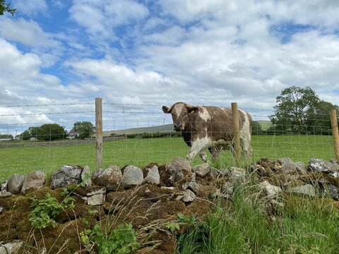 A brown and white bull, with horns, next to a wire fence, and a dry stone wall in, Hetton, Skipton, UK