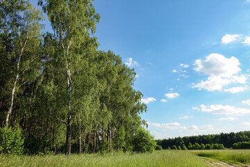 Beautiful summer landscape. Blue sky with clouds. Field with green grass