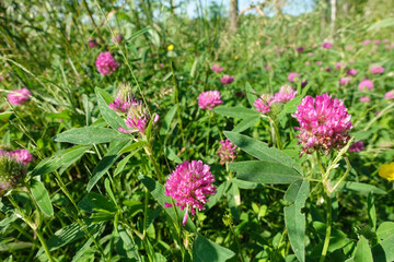 Flower field and blue sky. Clover flower. Red flowers. Field grass