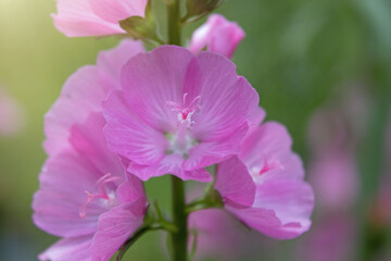 Fototapeta na wymiar Macro closeup of pink blooming Malva alcea flower on blurred green background, plant is also known as hollyhock mallow and vervain mallow