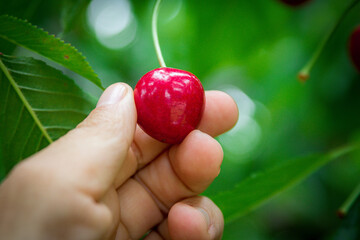 hand picked cherry close up