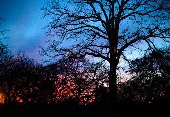 Obraz na płótnie Canvas The perfect winter sunset. Silhouette of a tree at sunset. Colorful sunset magic hour. Texas sunset.