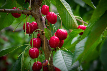 red cherries on a branch