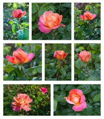 Set of pink red rose