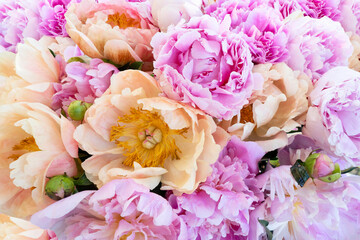 Fresh peony flowers