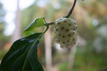 Noni fruit on a branch