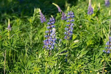 beautiful blue lupins, fresh flowers, green grass, fresh grass, sunny day, blurred background