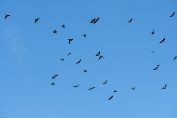 black birds flying in the sky, flock birds in the sky, bkack ravens