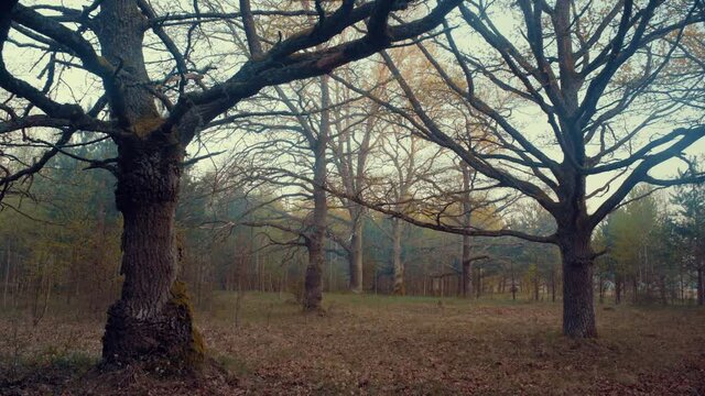 picturesque oak forest in the center of europe