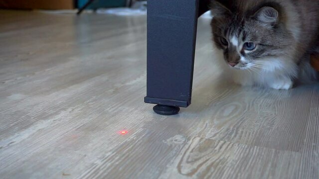 adult domestic cat watches a laser pointer beam
