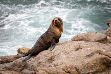 Naklejka premium sea lion on a rock