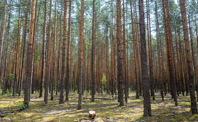 The stump of a freshly cut tree against the background of a dense pine forest.