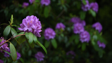 Fototapeta ładny kwiatek, zioło, magnolia obraz