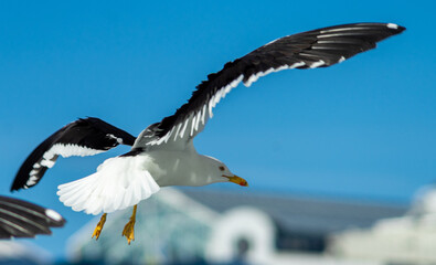 White sea gull in the background of blue sky.