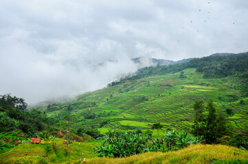 Fototapeta premium Vibrant green Terraced of tea plantation on the hill in West Java in the Pangrango Natural Park