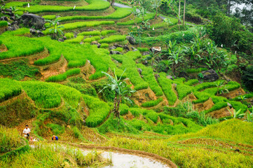 Fototapeta na wymiar Beautiful green rice terrace paddies in Bogor district, west Java, Indonesia