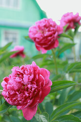 pink carnation flowers
