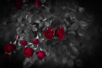 Rote Rosen am Strauch Gothic colorkey