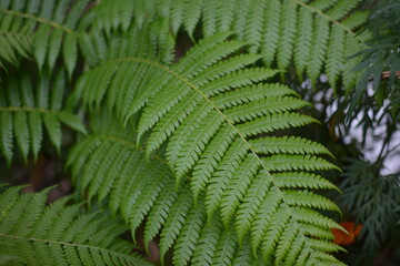 Fototapeta na wymiar Fresh green fern leaves, closeup texture. Beautiful decorative leaves for design