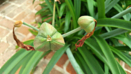 아마릴리스 꽃이 지고 나서 달린 씨방