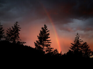 Rainbow at Sunset in the Forest, Washington State, USA