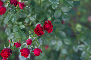Rote Rosen am Strauch
