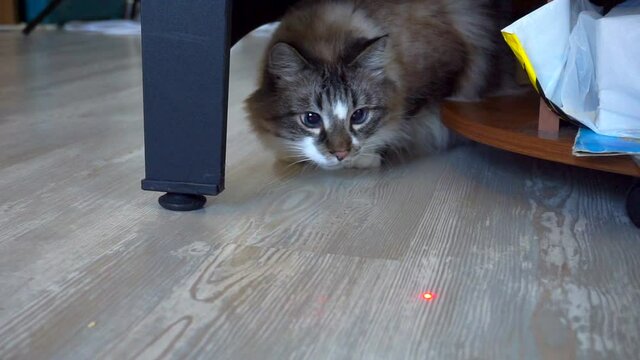 adult domestic cat watches a laser pointer beam