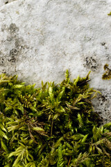 Green moss growing over white stone. Concept background with space for text
